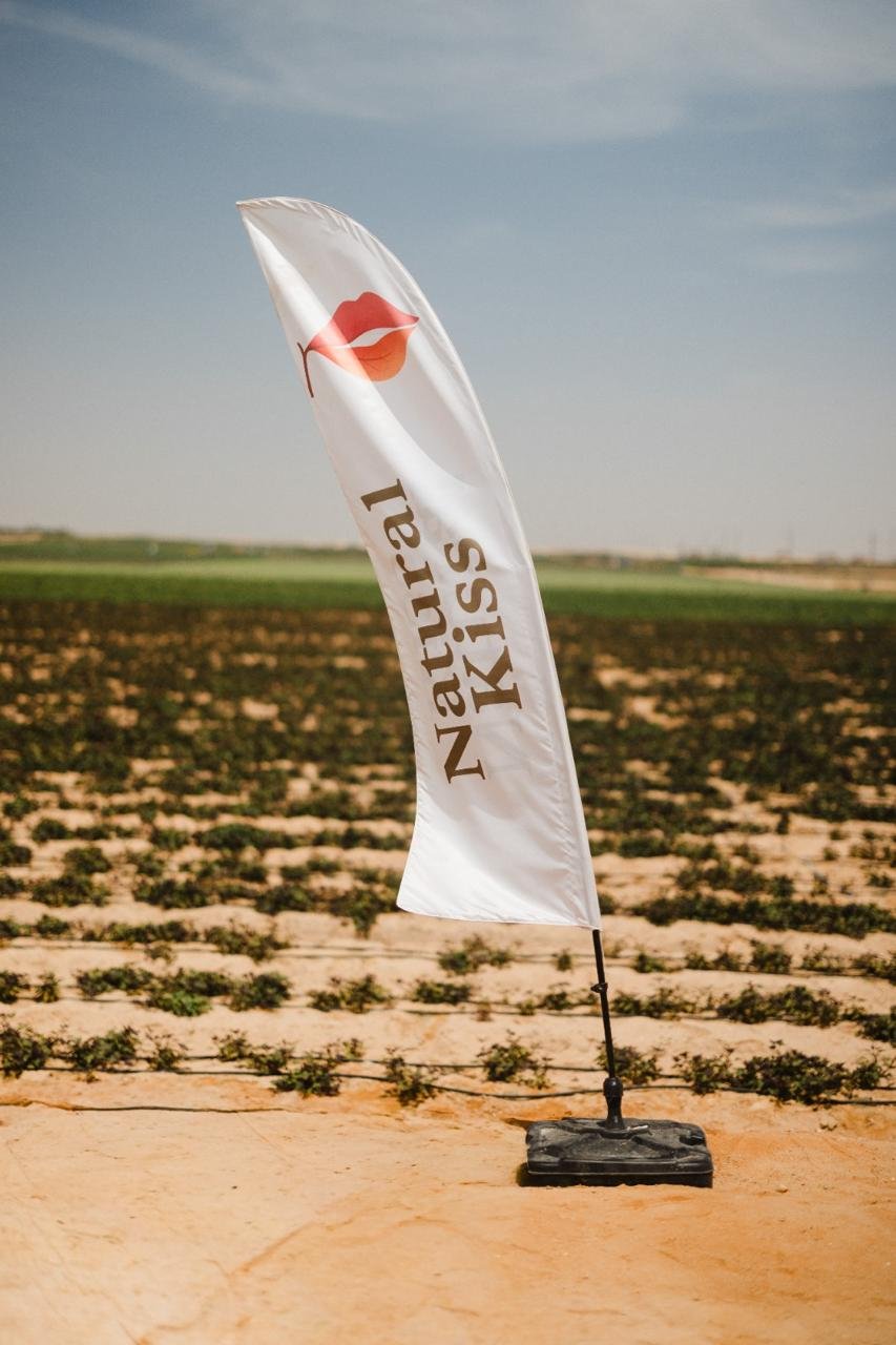 Workers caring for crops in the field