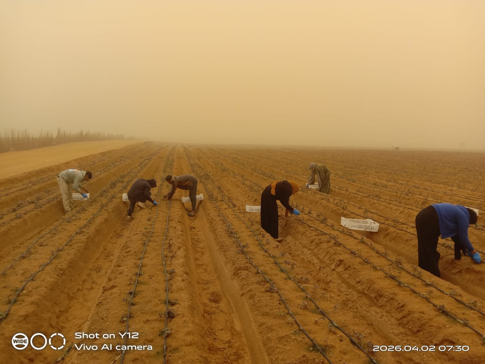 Natural Kiss growers harvesting in the fields
