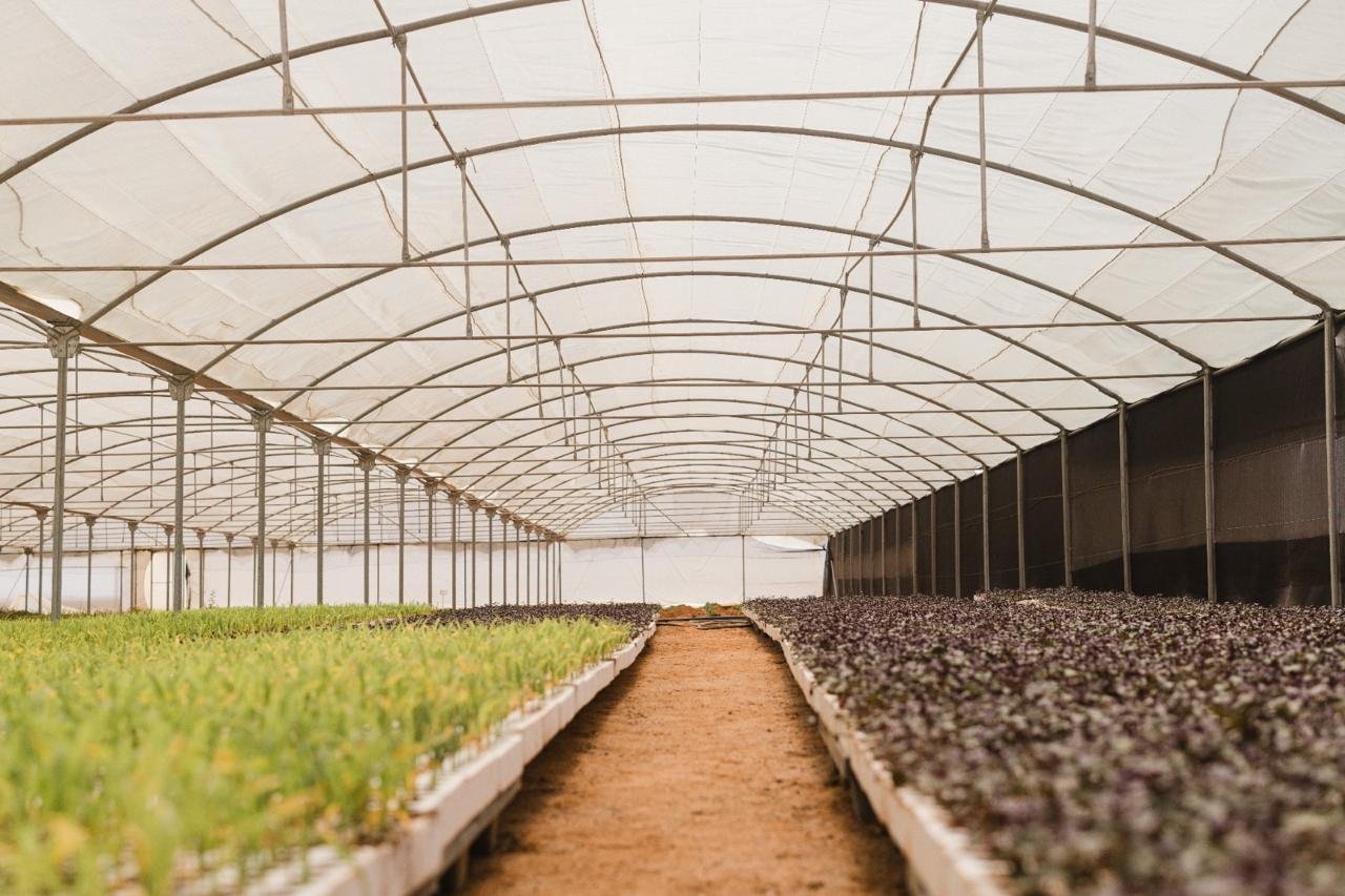 A path forward through the Natural Kiss nursery