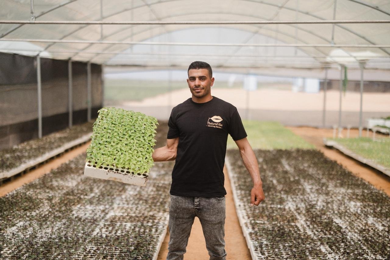 A Natural Kiss grower holding a tray of fresh seedlings