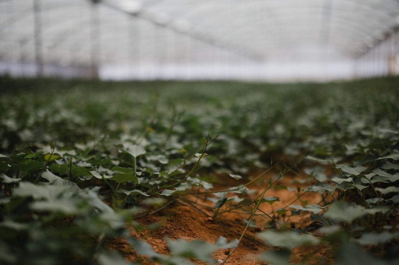 Natural Kiss greenhouse — rows of seedlings