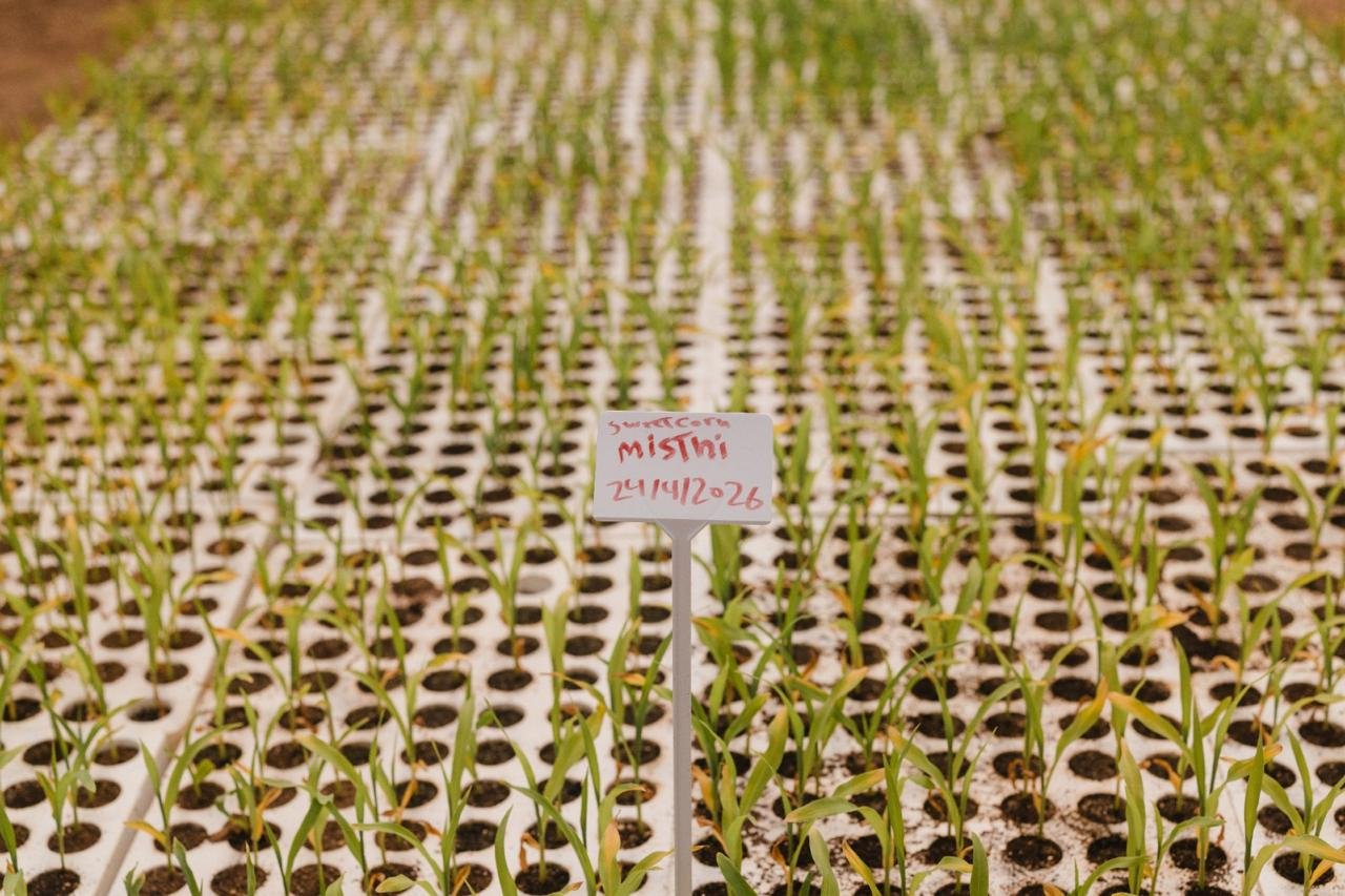 NK nursery — path between seedling rows