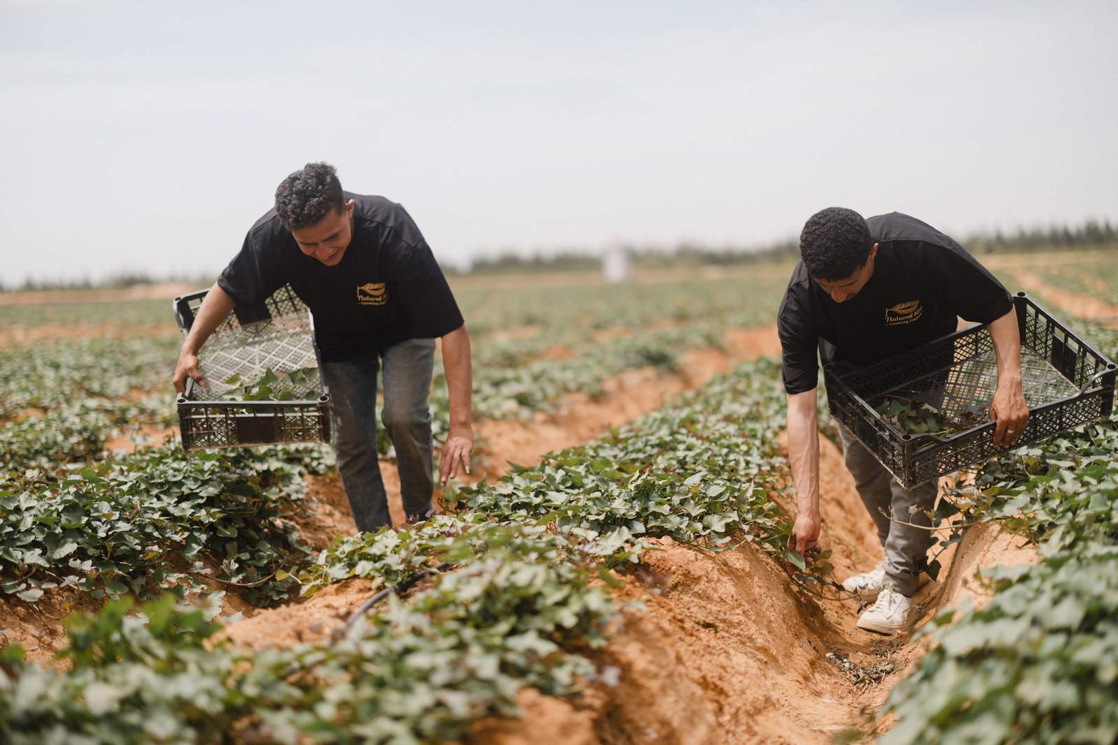 Natural Kiss grower working in the field