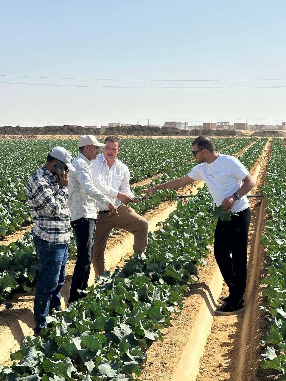 The founders inspecting the crops together in the field