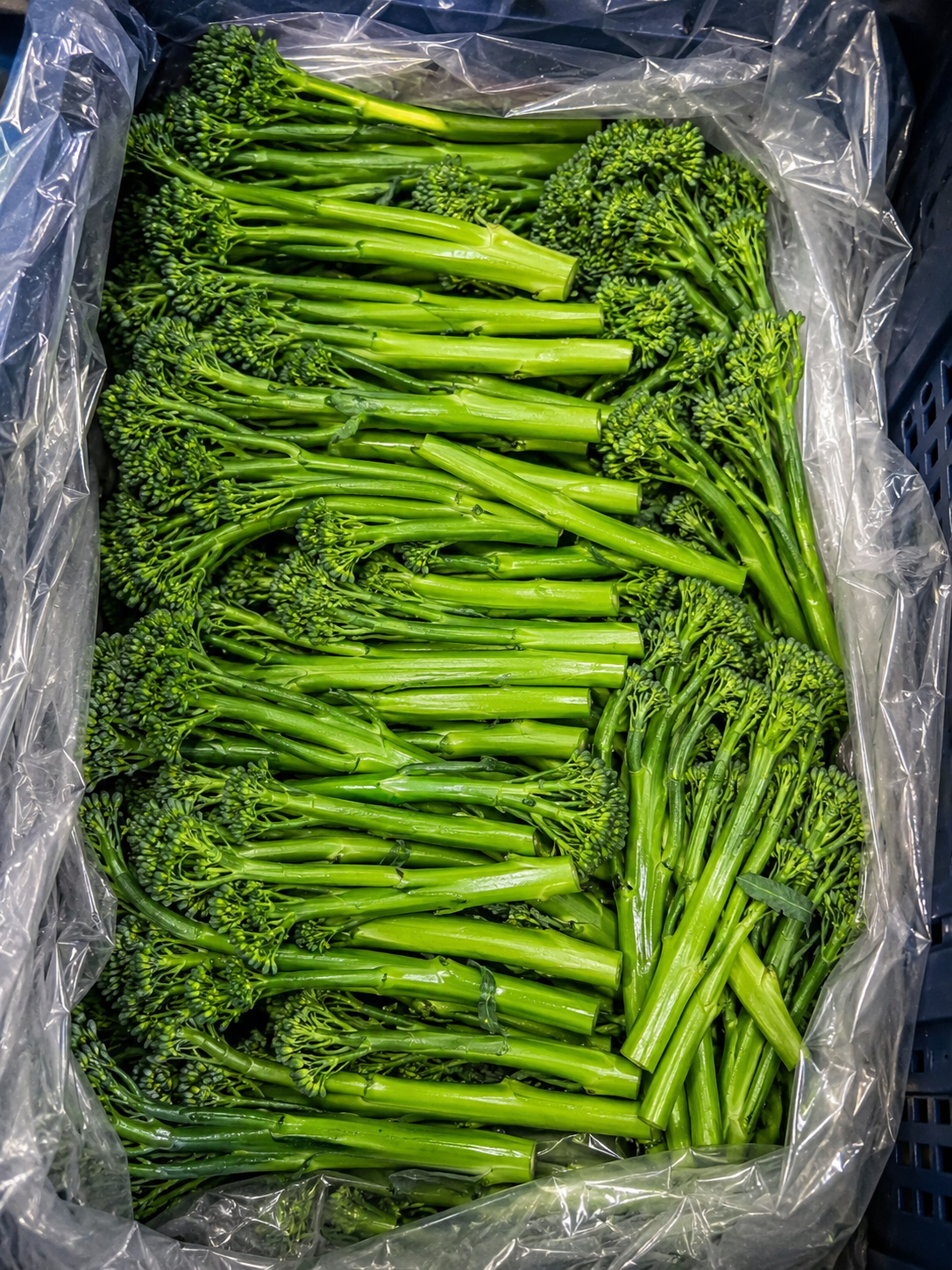 Bimi Tenderstem crate, top view