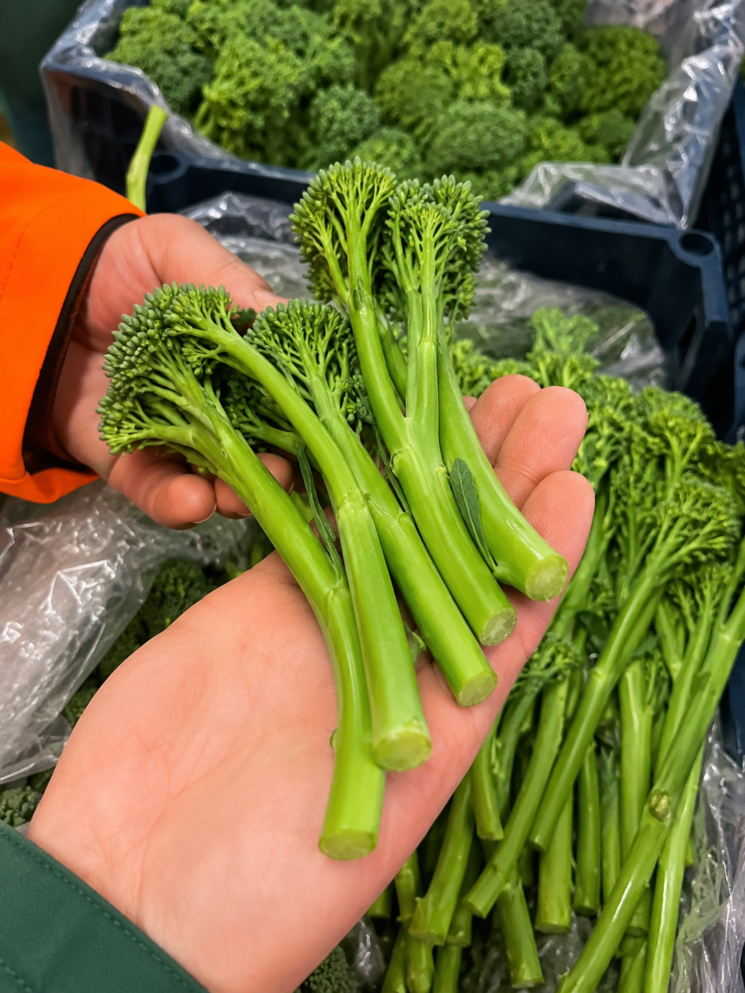 Grower hand-selecting Bimi Tenderstem