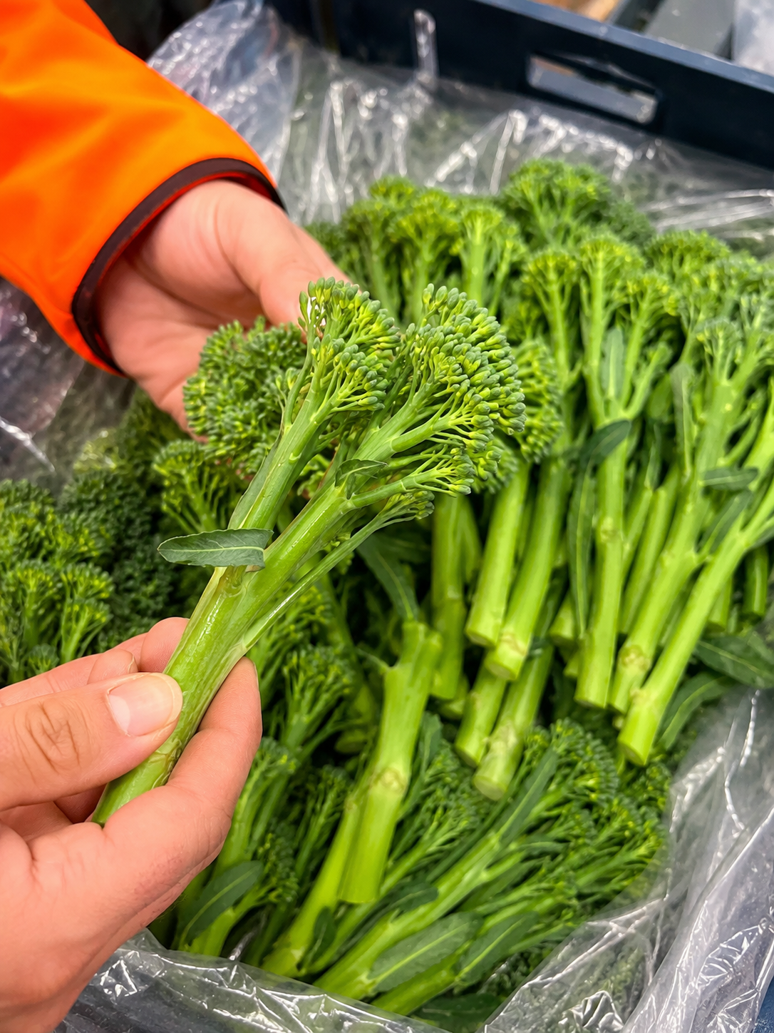 Quality check on Bimi Tenderstem