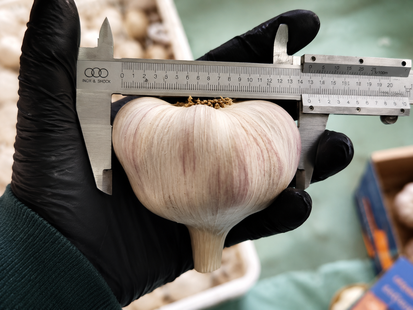 Garlic bulb size measured with calipers