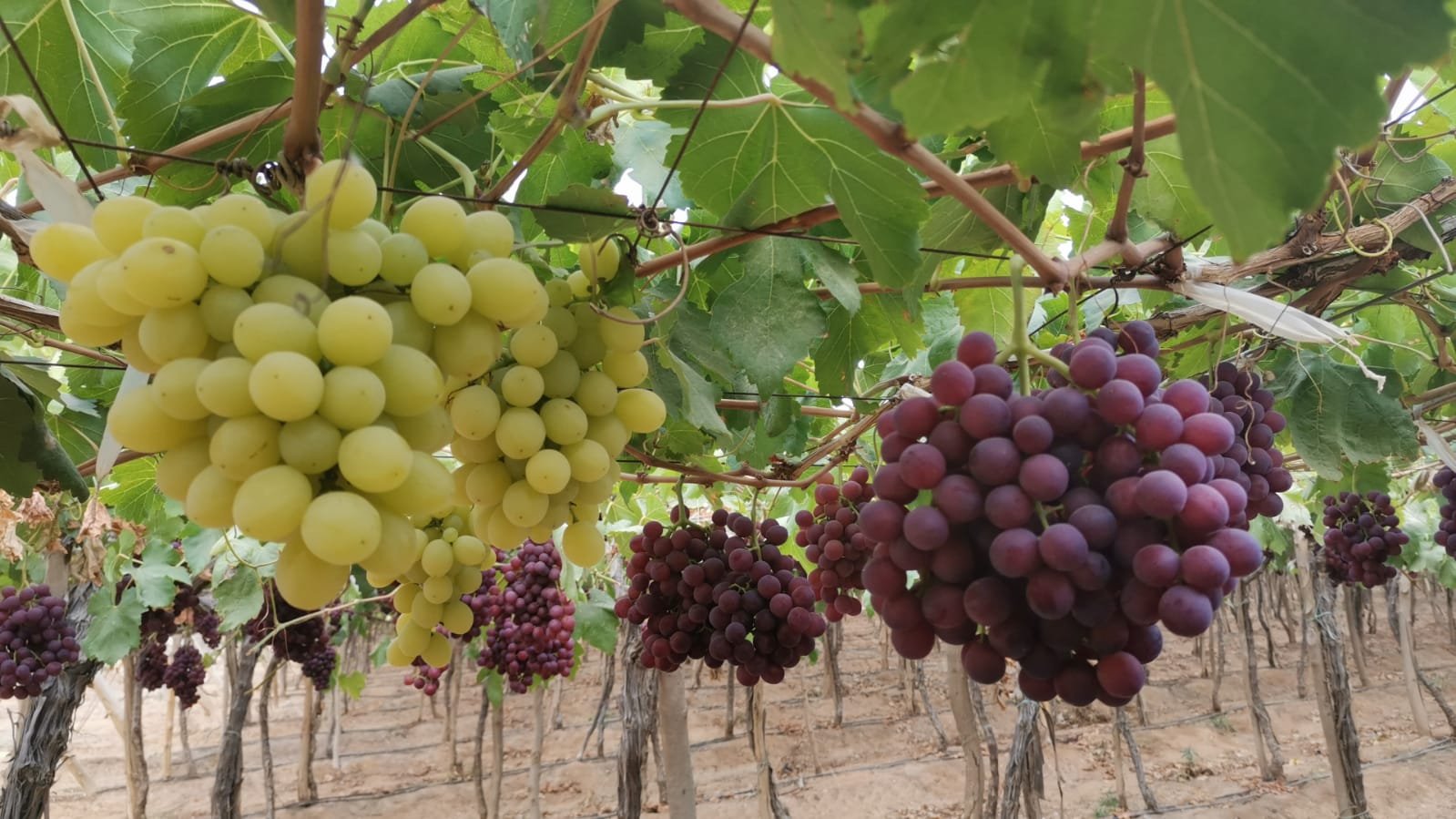 Grapes Brix check