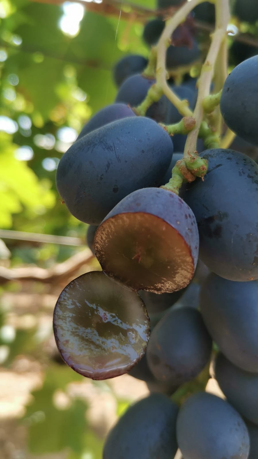 Grapes export grade