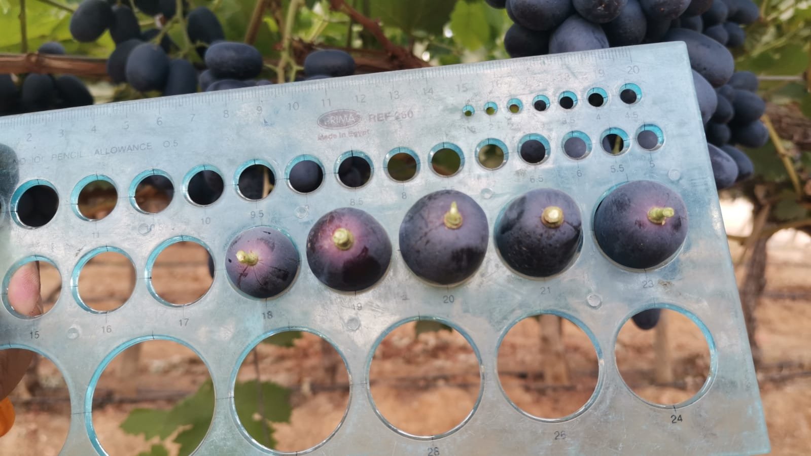 Grapes premium sort