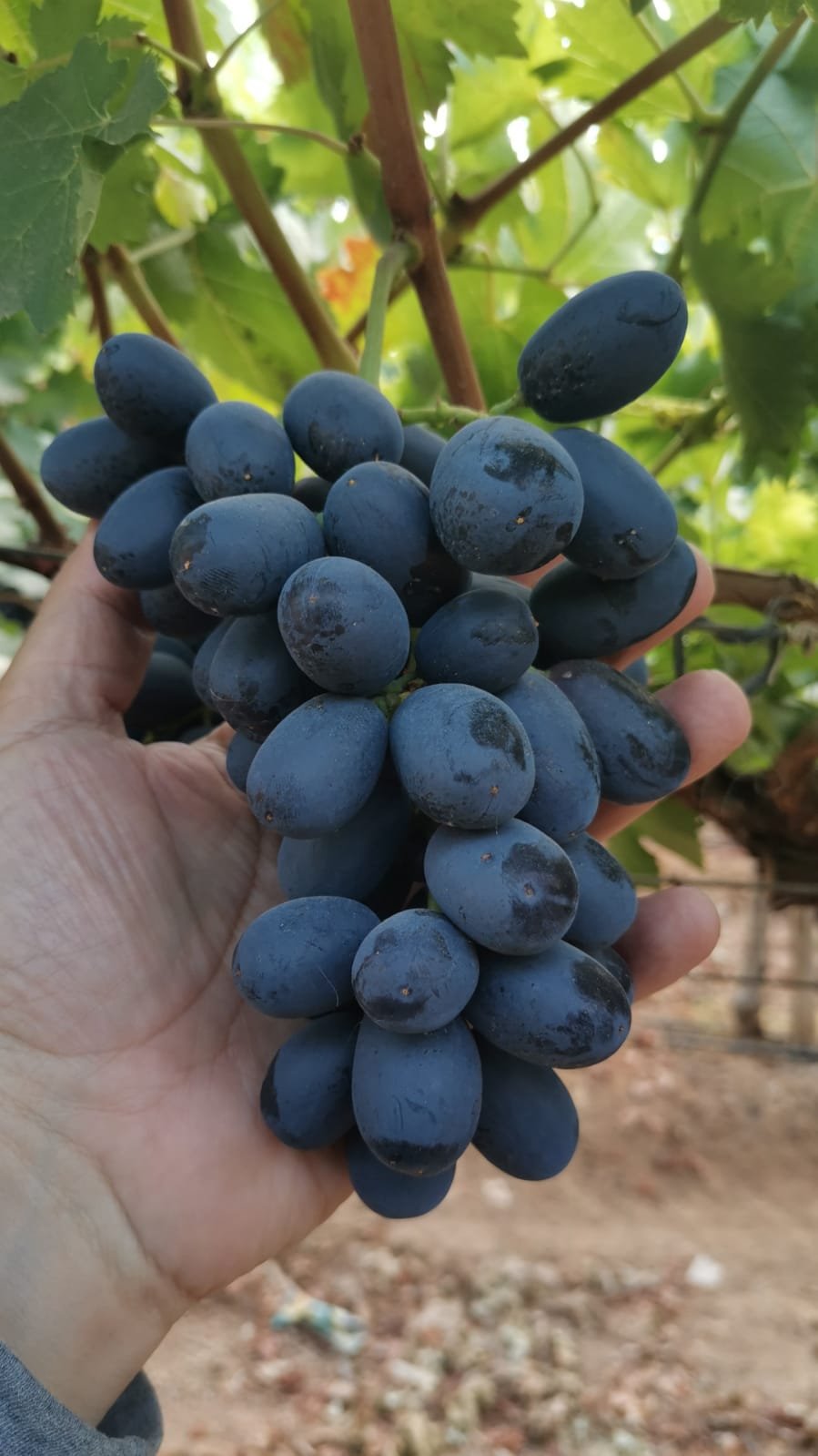 Grapes retail ready
