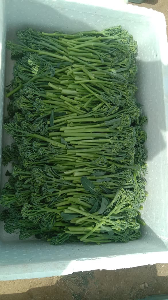 Green beans extra fine