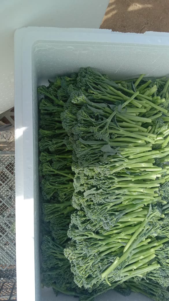 Green beans fine grade