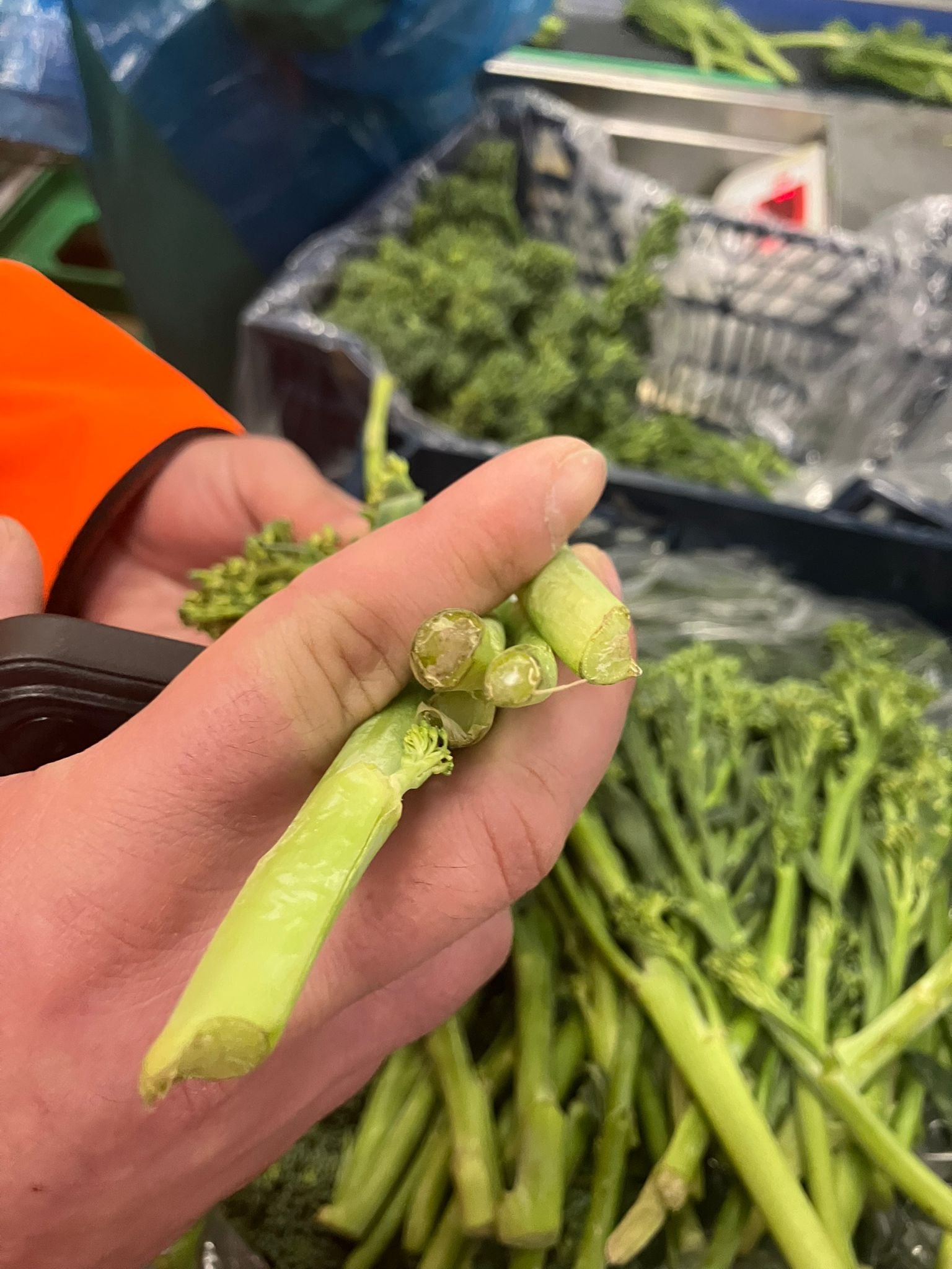 Green beans export ready