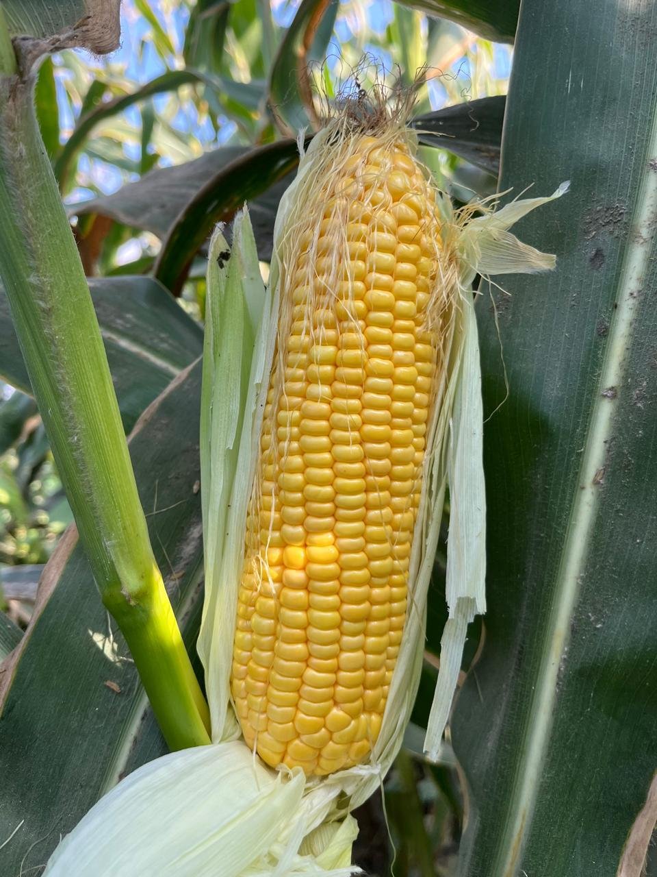 Corn field