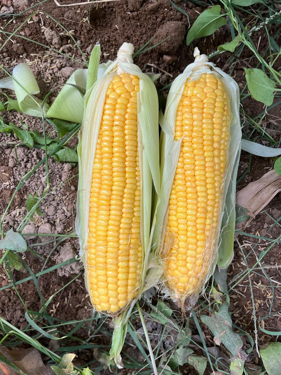 Corn golden yield