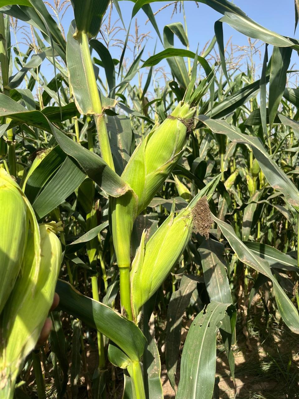 Corn growing season