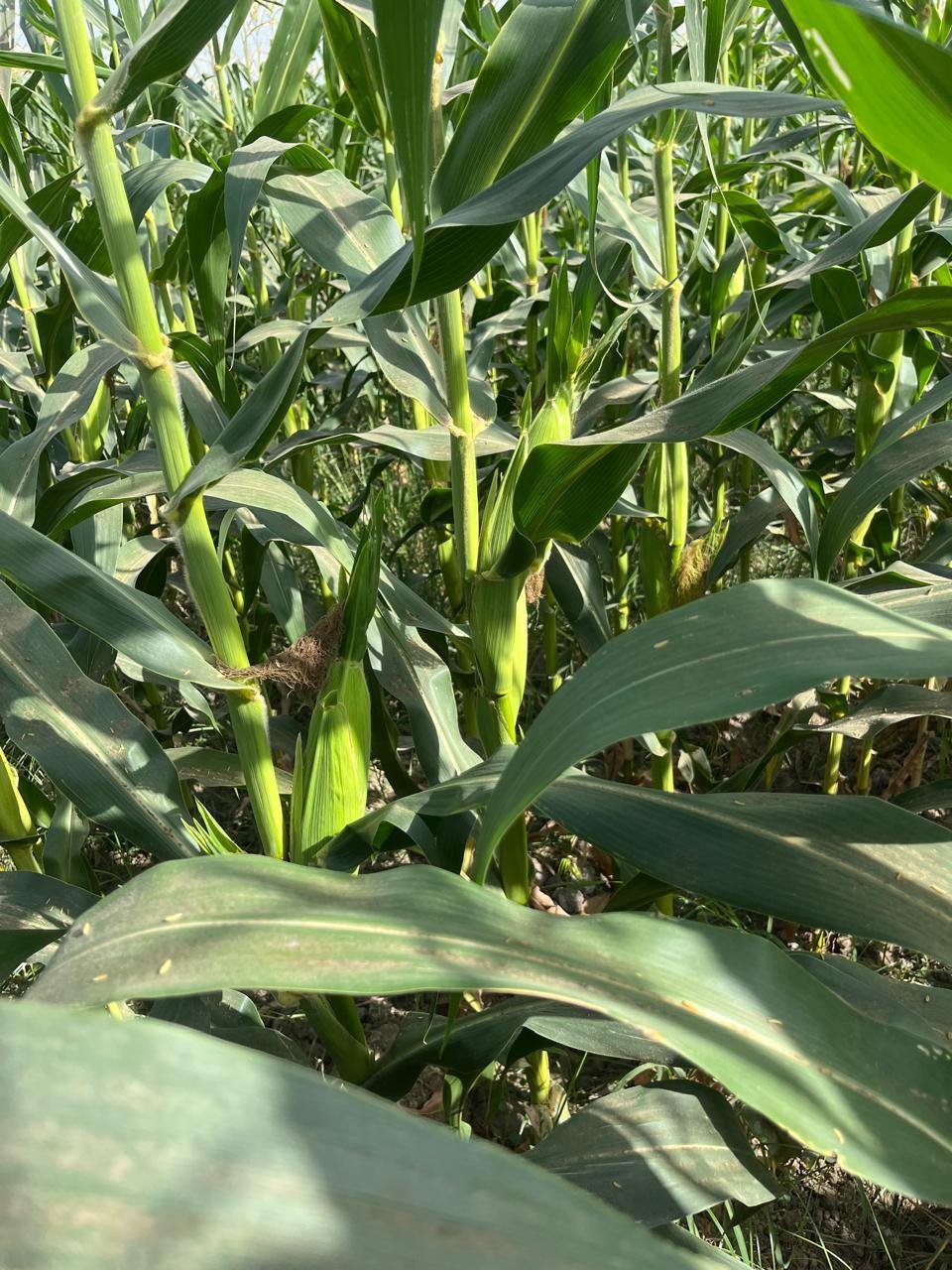 Corn harvest ready