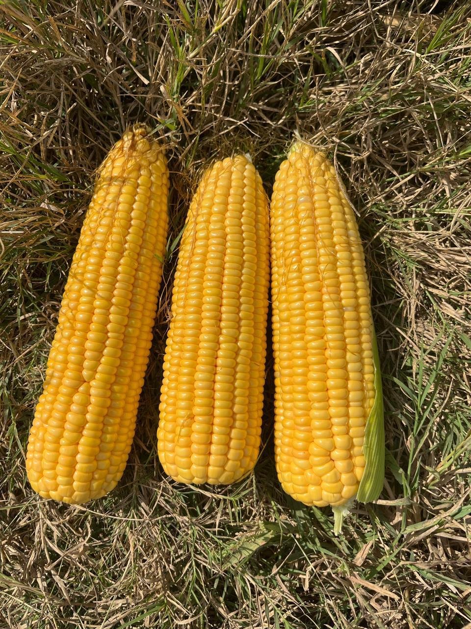 Corn premium rows