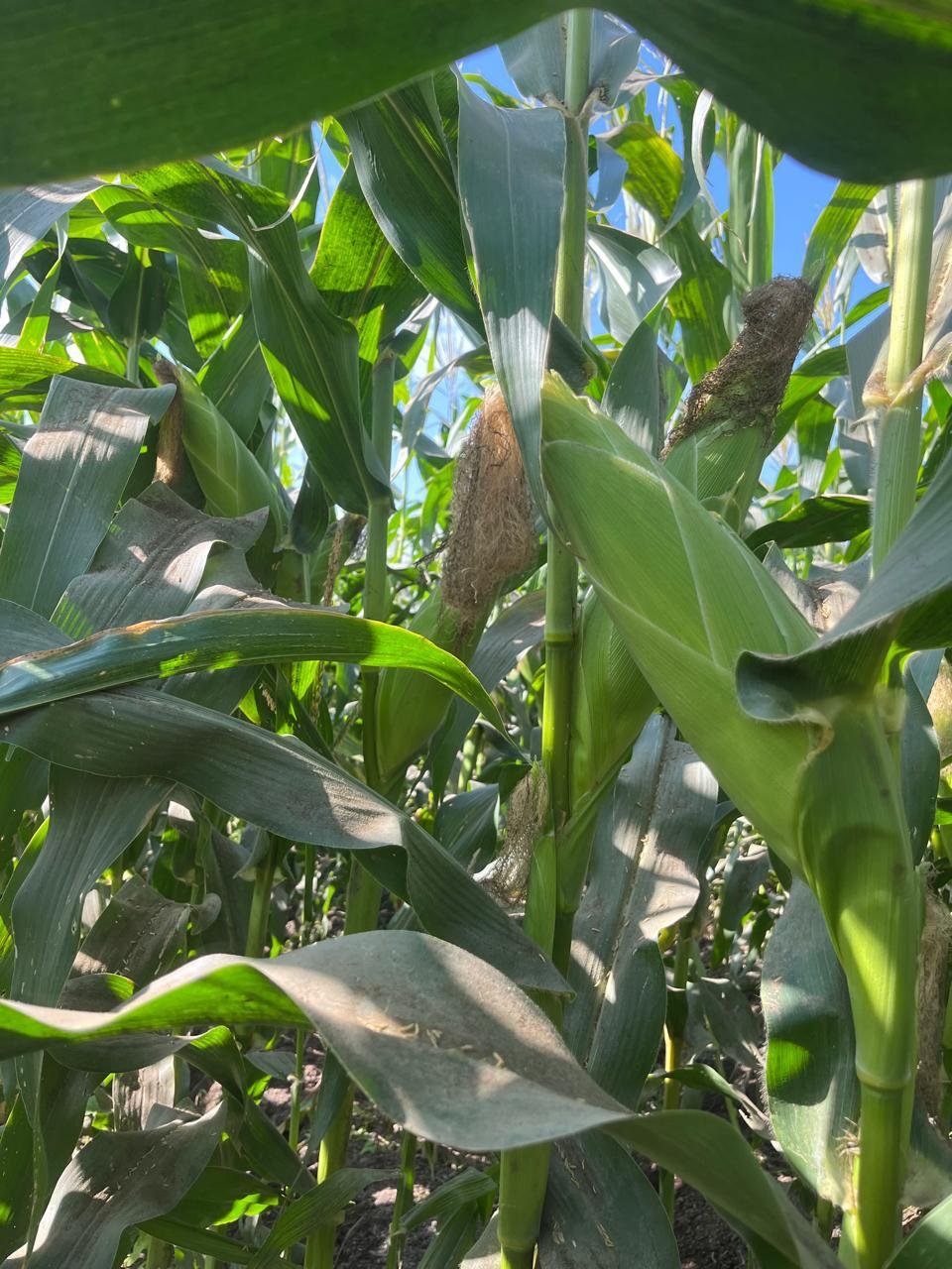 Sweet corn growing in the nursery