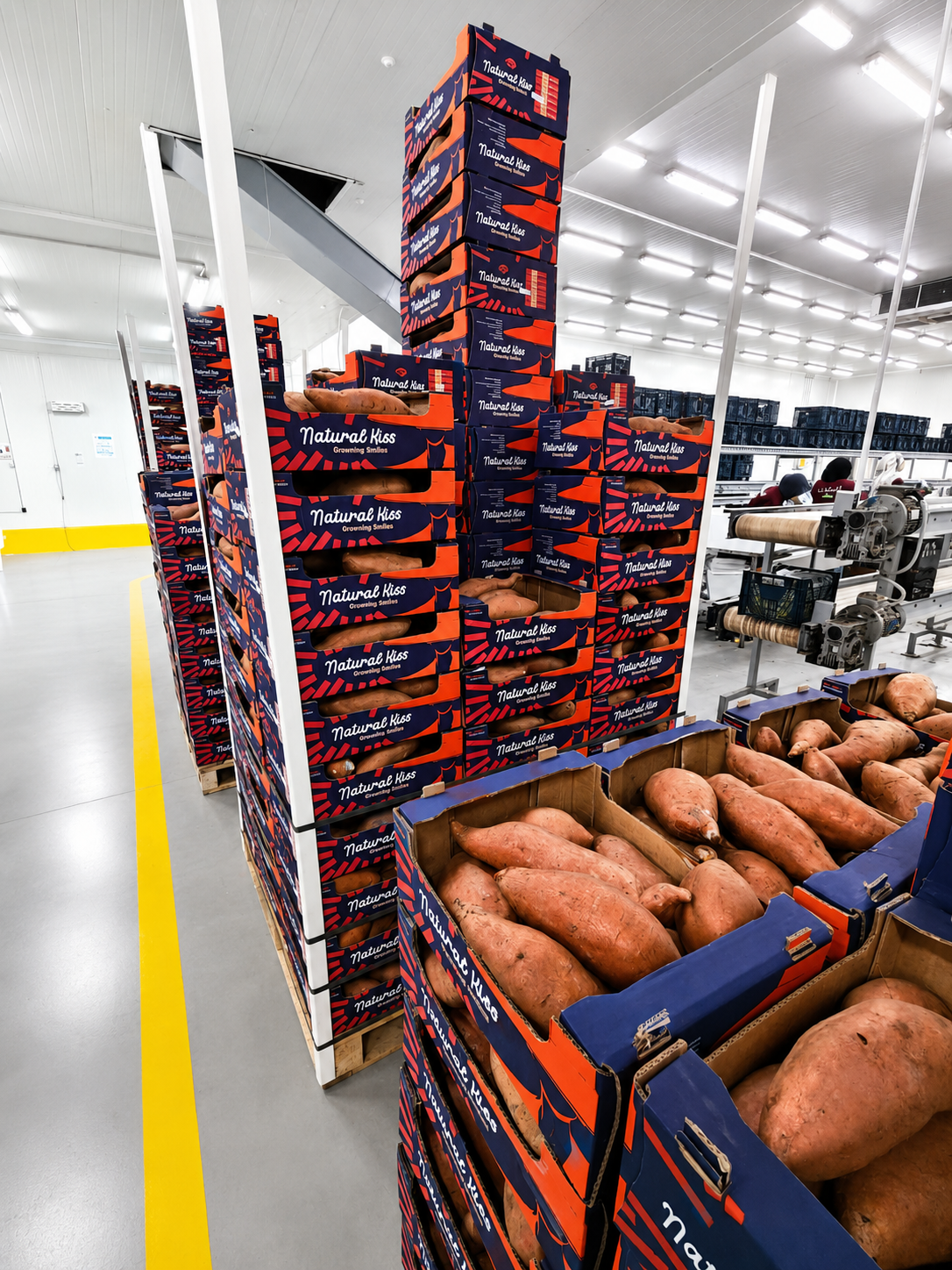 Sweet potato crates in the packhouse