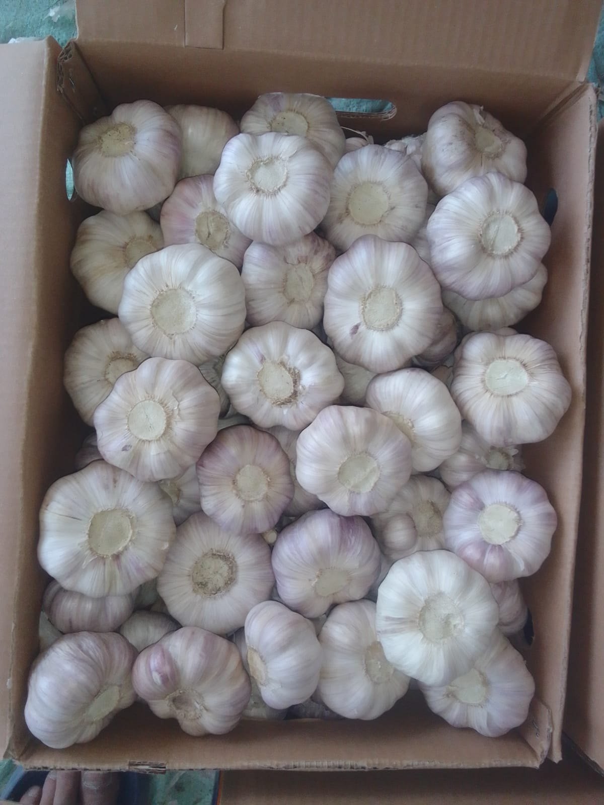 Garlic