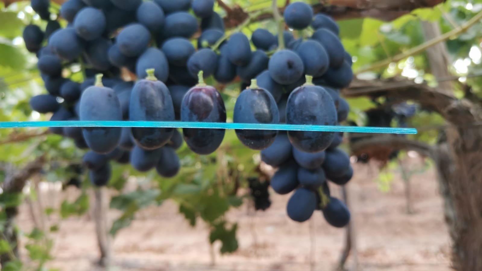 Grapes