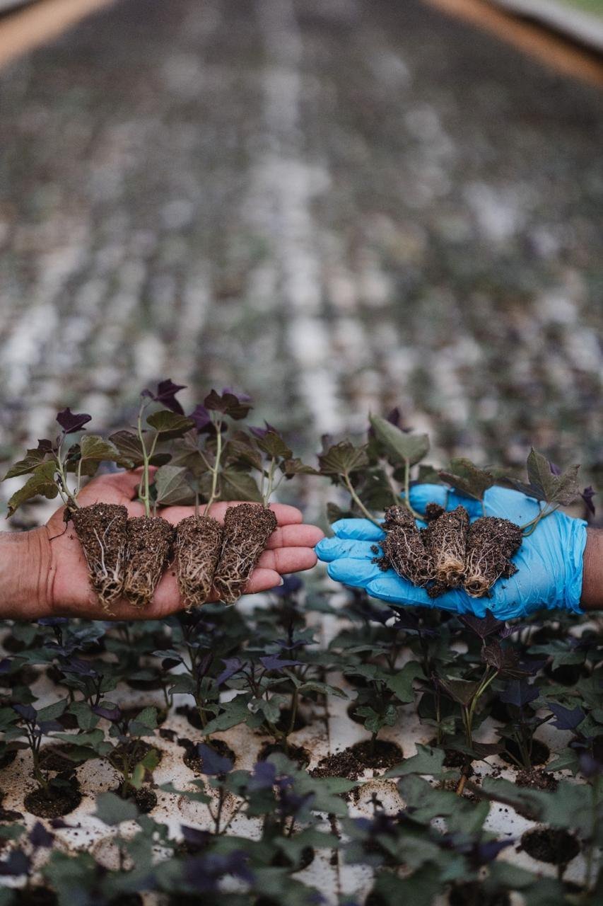 Farmer's hands — the soul of Natural Kiss